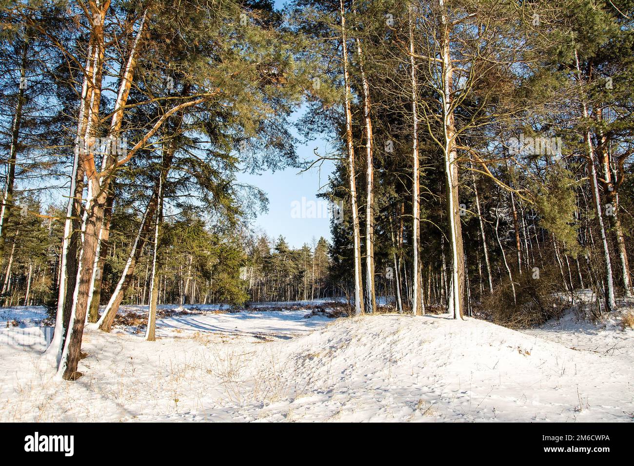 Forest in winter Stock Photo - Alamy