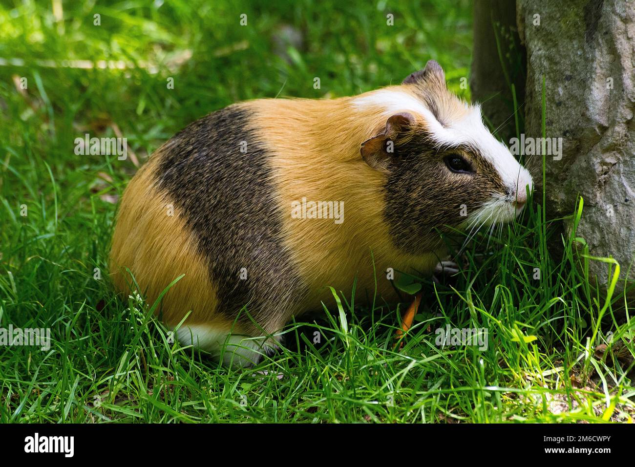 Guinea pig in zoological garden Stock Photo Alamy