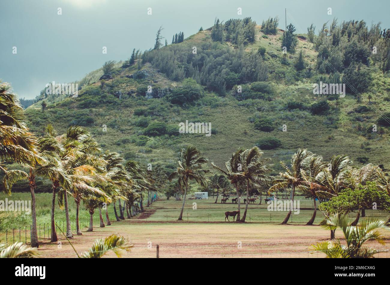 Wind moves the palm tree leaves over the horses in Hawaii, US Stock