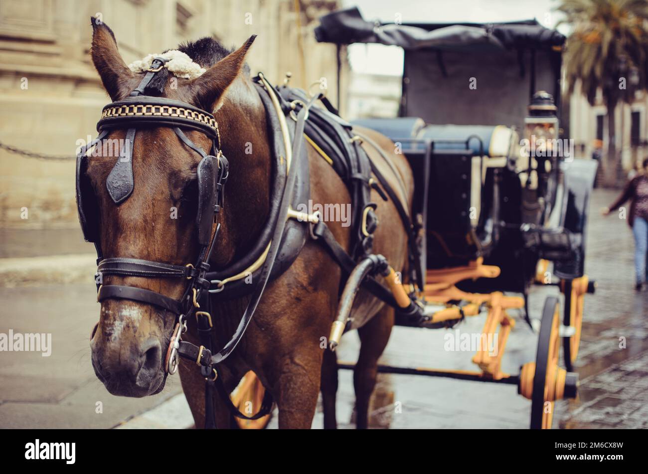 Horse pulling carriage in Sevilla Stock Photo Alamy