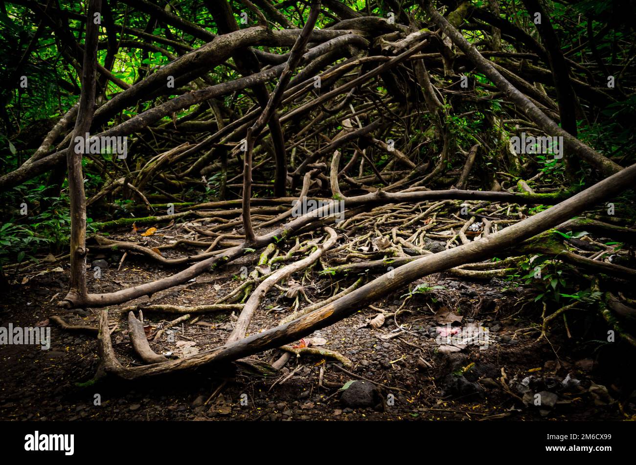 Enormus branch knot in a forest near Honolulu, US Stock Photo - Alamy