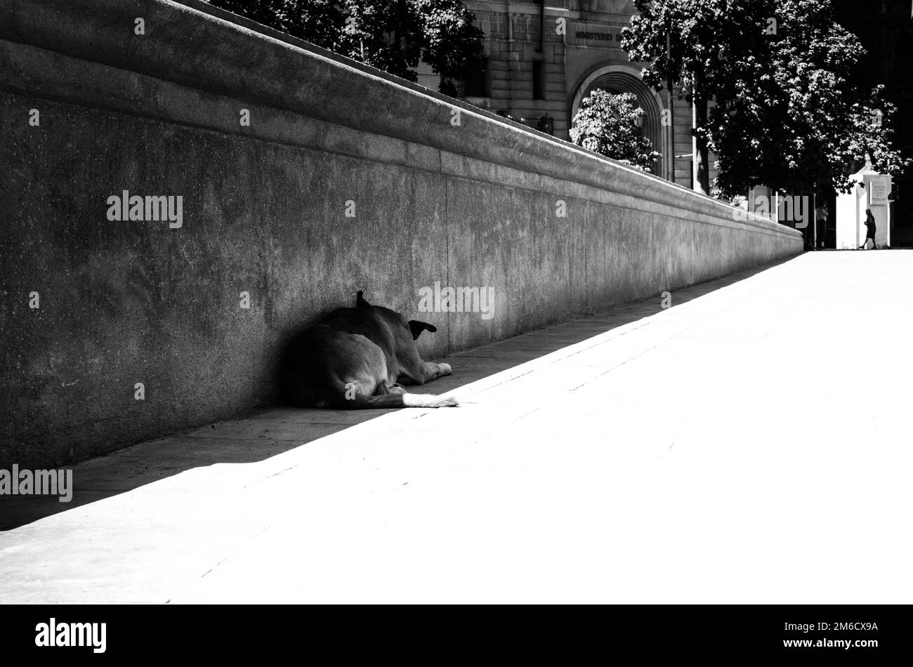 Street dog protects from sun light near a wall Stock Photo