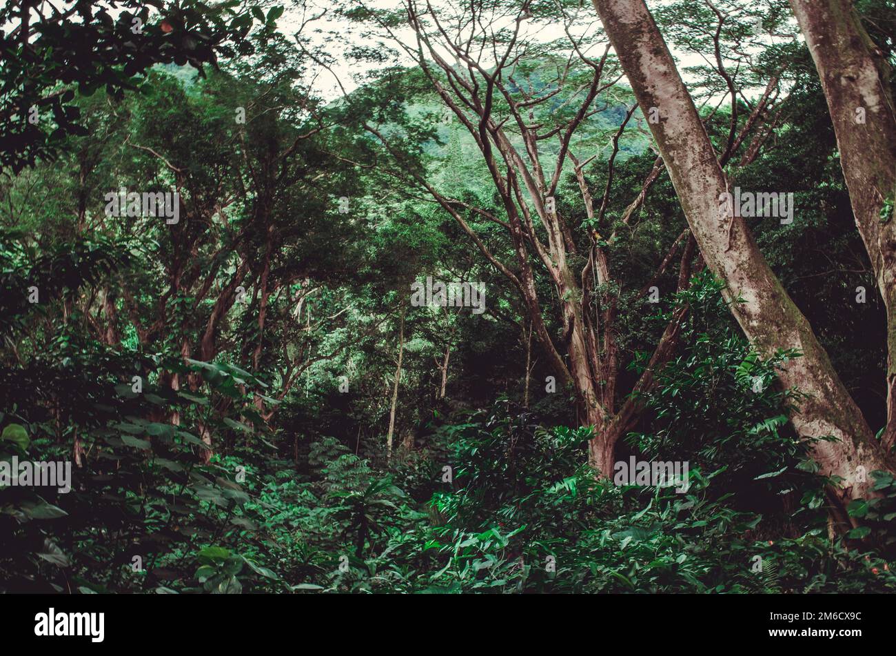 Deep green vegetation with indigenous trees in an almost virgin place