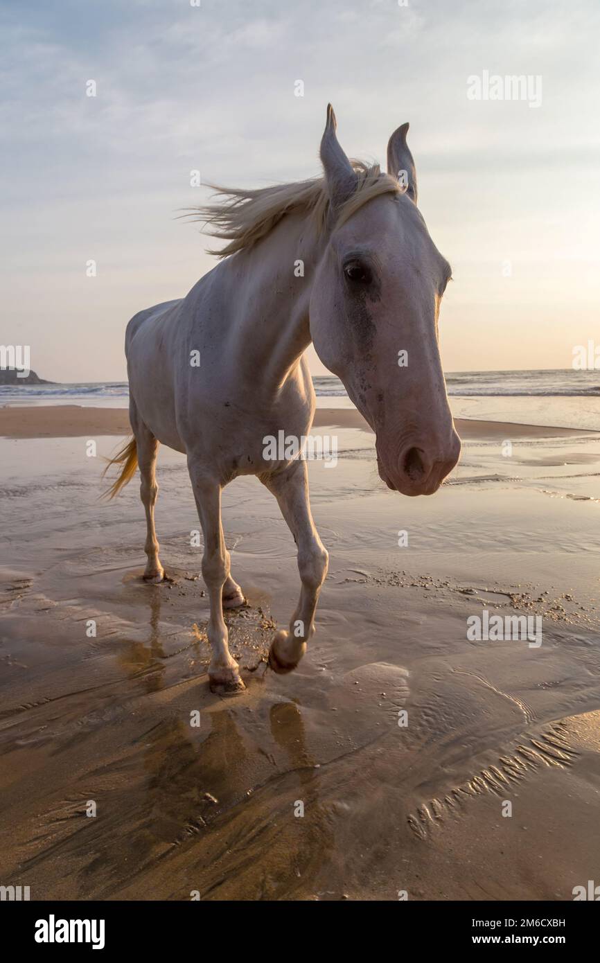 Horse on a beach Stock Photo