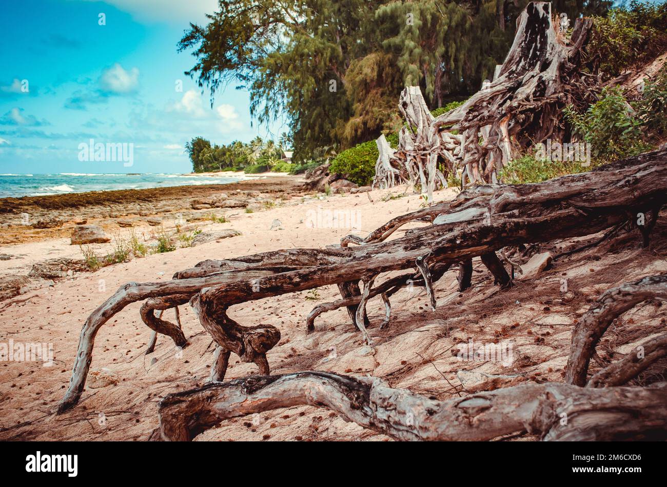 Trees roots looking for water in the sand, Hawaii, US Stock Photo