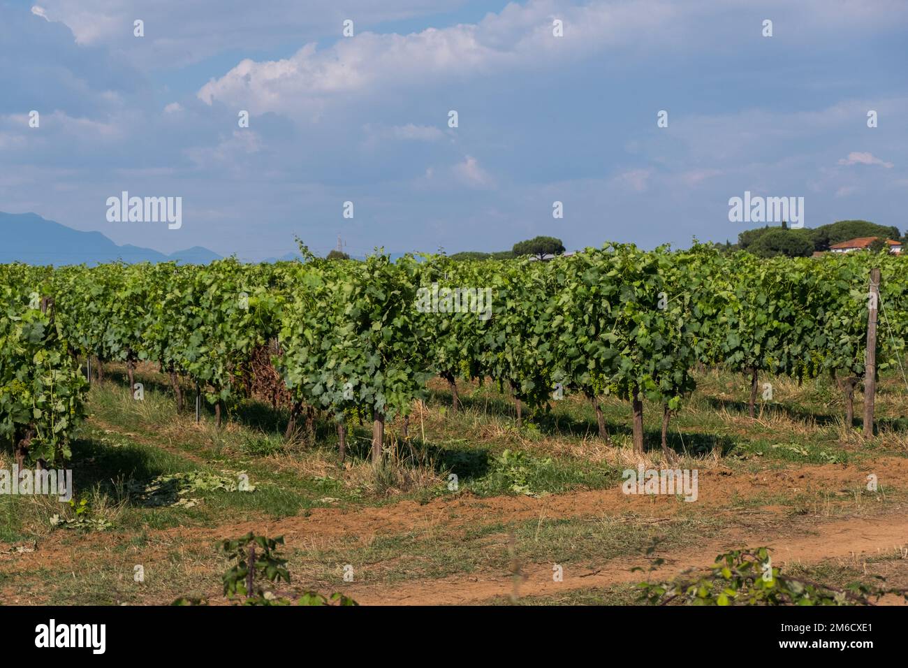 Agriculture landscape of grape fields. Stock Photo