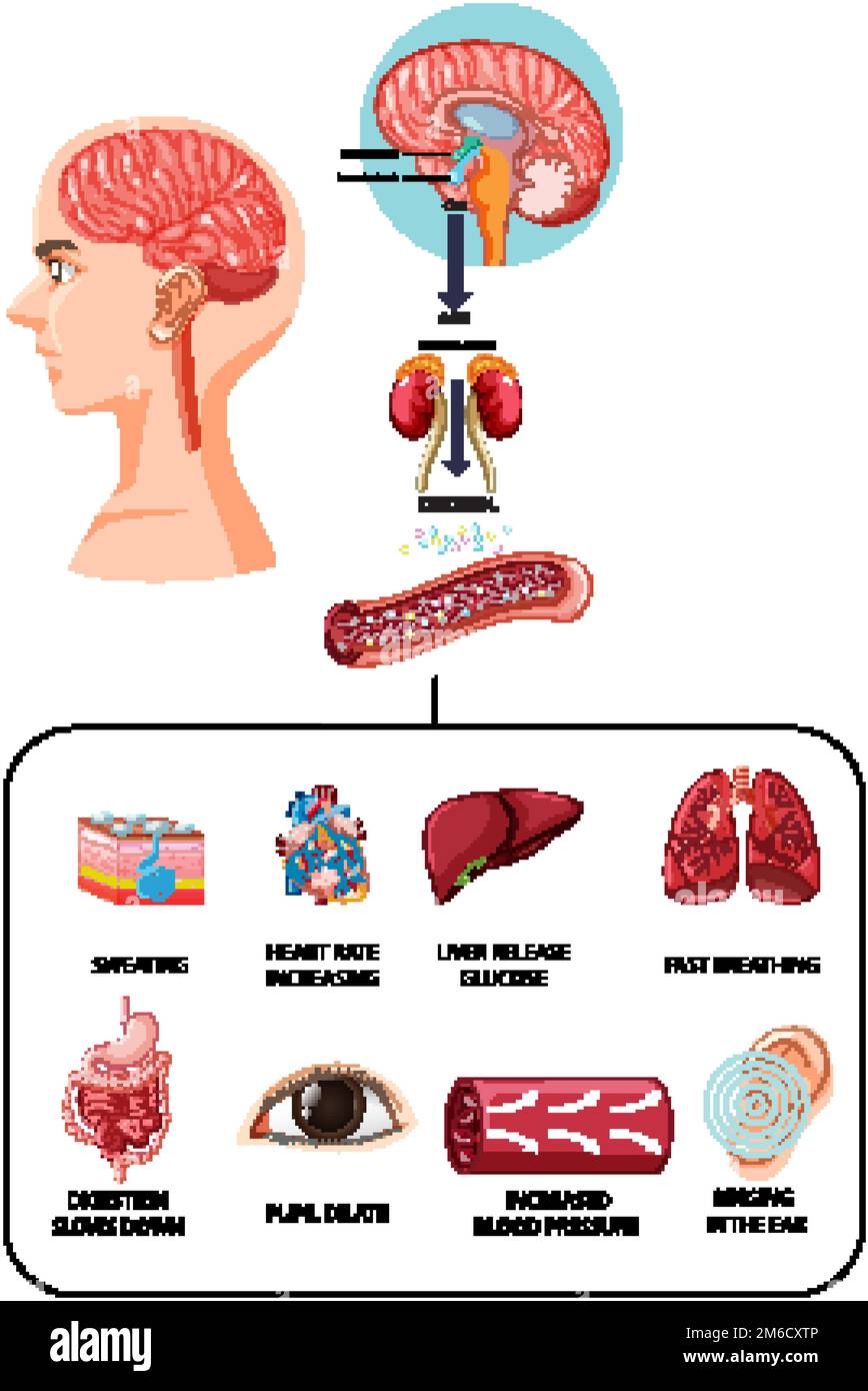 Stress response anatomical diagram with body inner illustration Stock