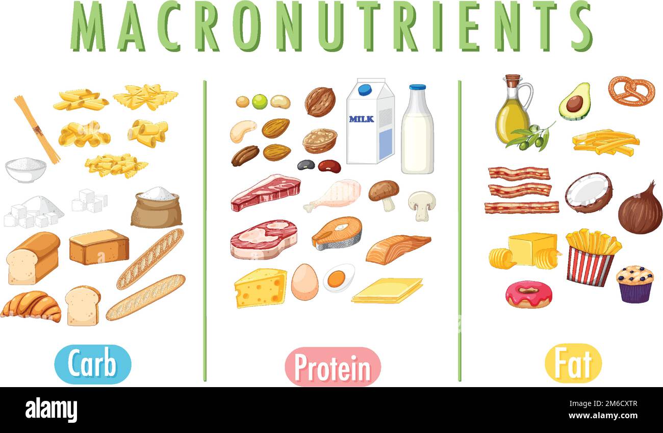 Main food groups macronutrients vector illustration Stock Vector Image ...