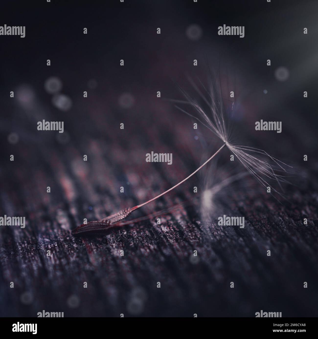 Beautiful dandelion flower seed hi-res stock photography and images - Alamy