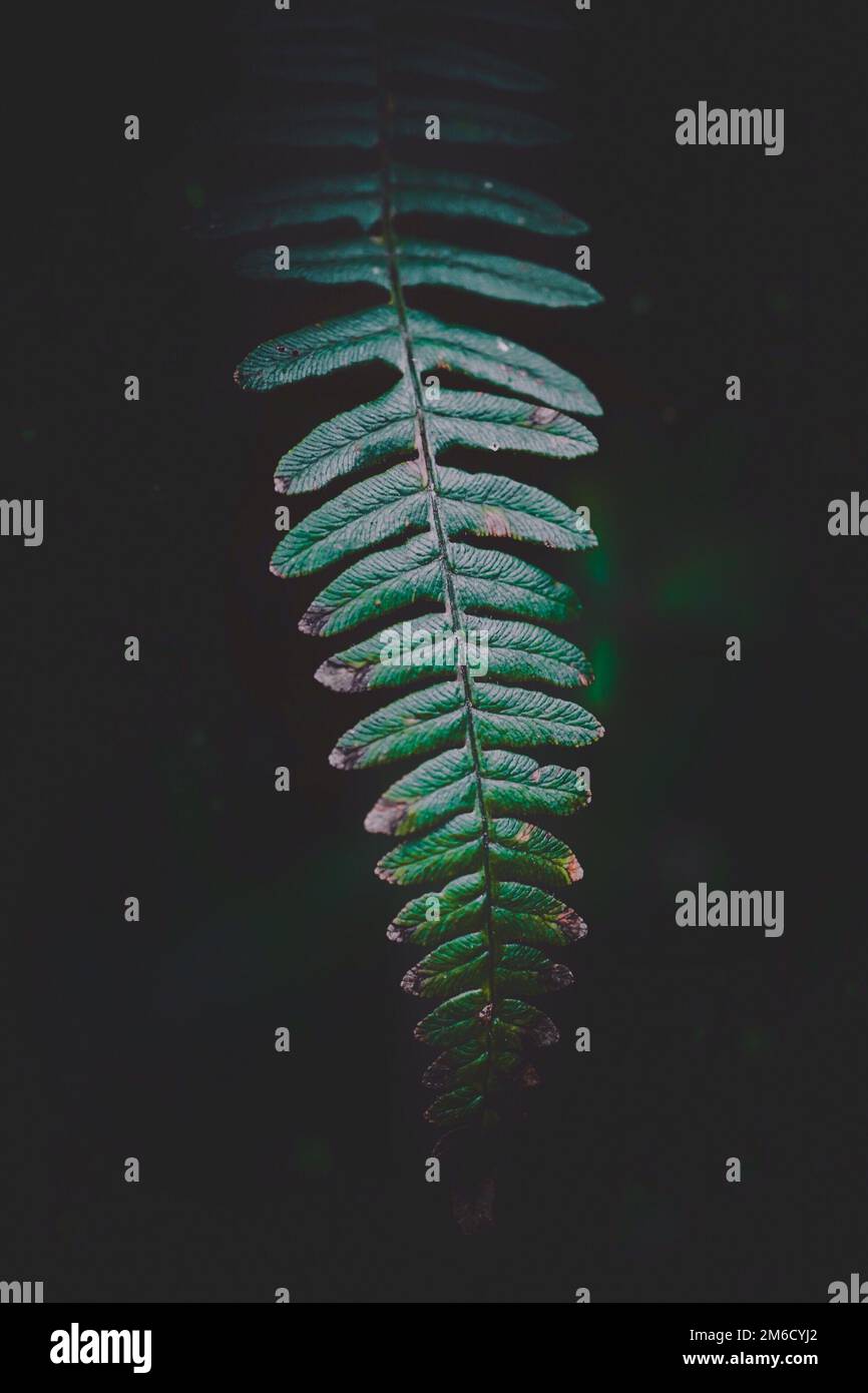 Fern garden hi-res stock photography and images - Alamy