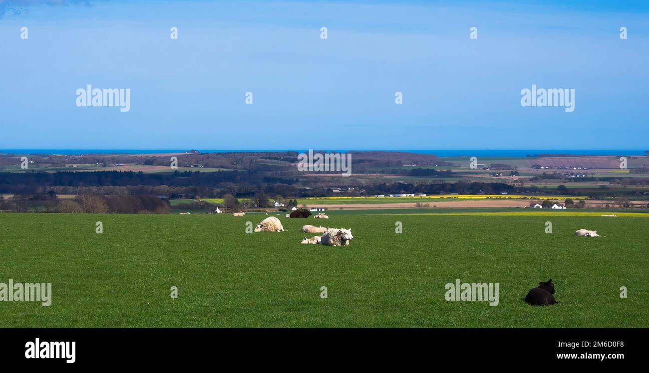Scottish farmland - Sheep rest on grassy field on vast farm in Scotland. Blue sky above, farm buildings and the sea in the distance. Wide crop. Stock Photo