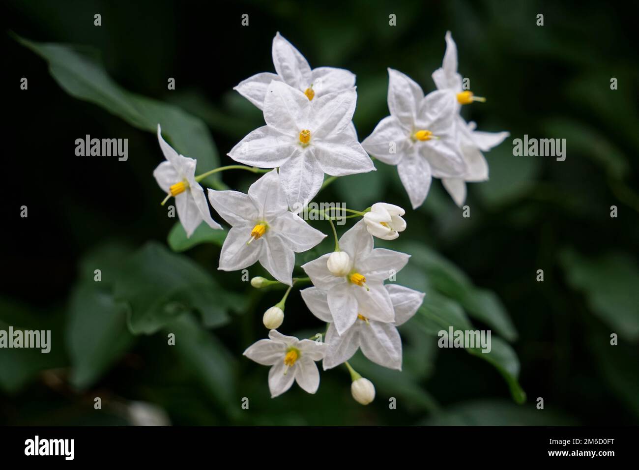 Decorative white garden flower hi-res stock photography and images - Alamy