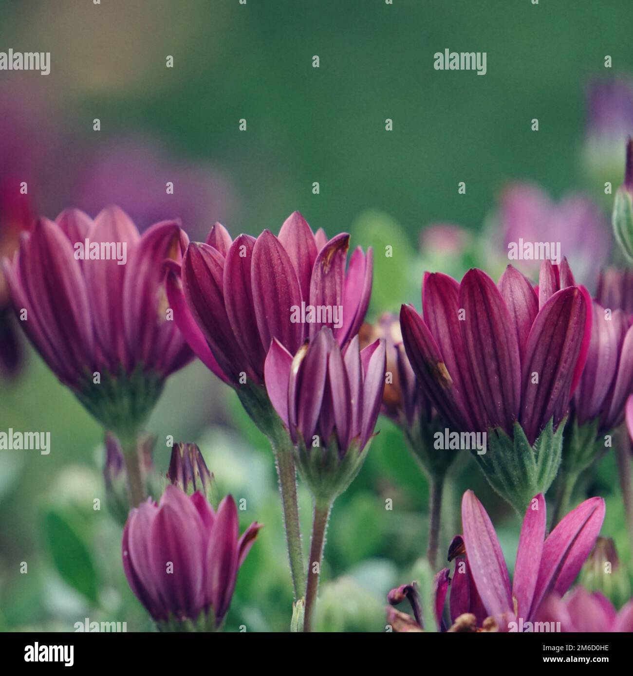 Pink flower plant Stock Photo - Alamy