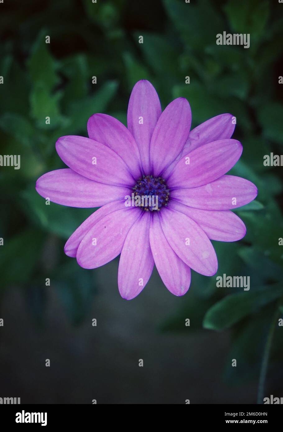 Pink flower plant hi-res stock photography and images - Alamy