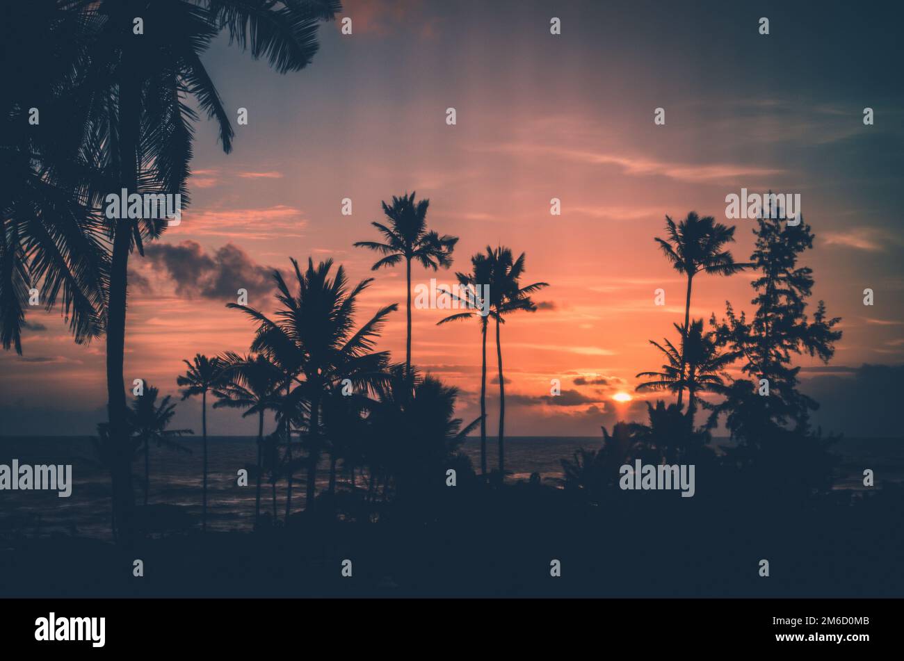 Palm trees enjoying the spectacular sunset in Jauai, US Stock Photo