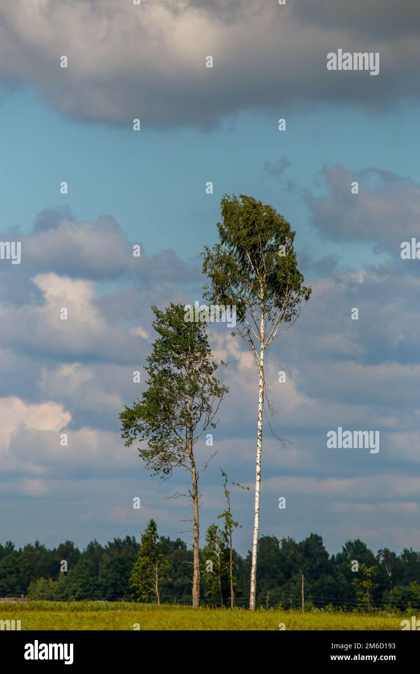 Grain field with trees and blue sky hi-res stock photography and images ...