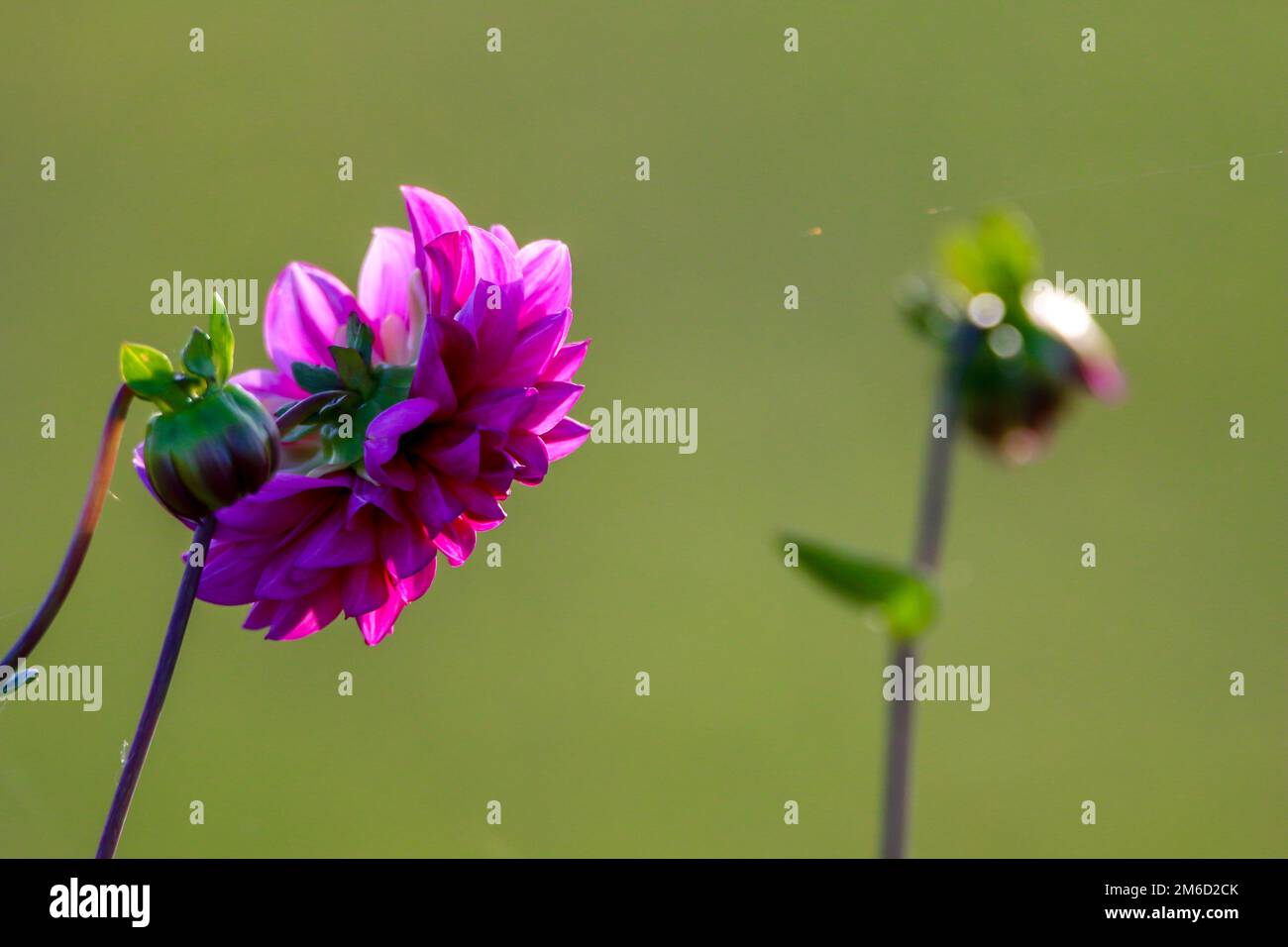 Big beautiful pink dahlias hi-res stock photography and images - Alamy