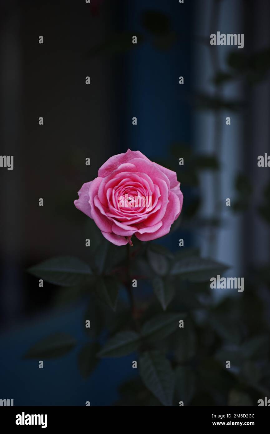 A pink blooming rose in the garden Stock Photo - Alamy