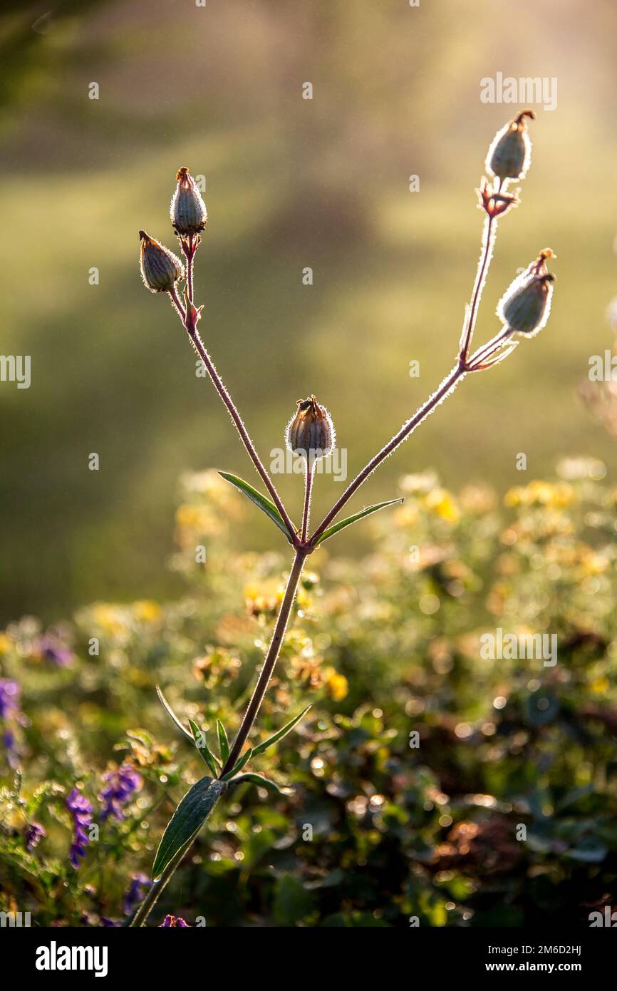 Green grass lawn wild flowers hi-res stock photography and images - Alamy