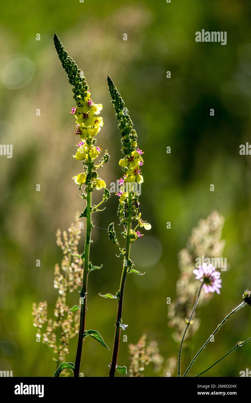 Green grass lawn wild flowers hi-res stock photography and images - Alamy