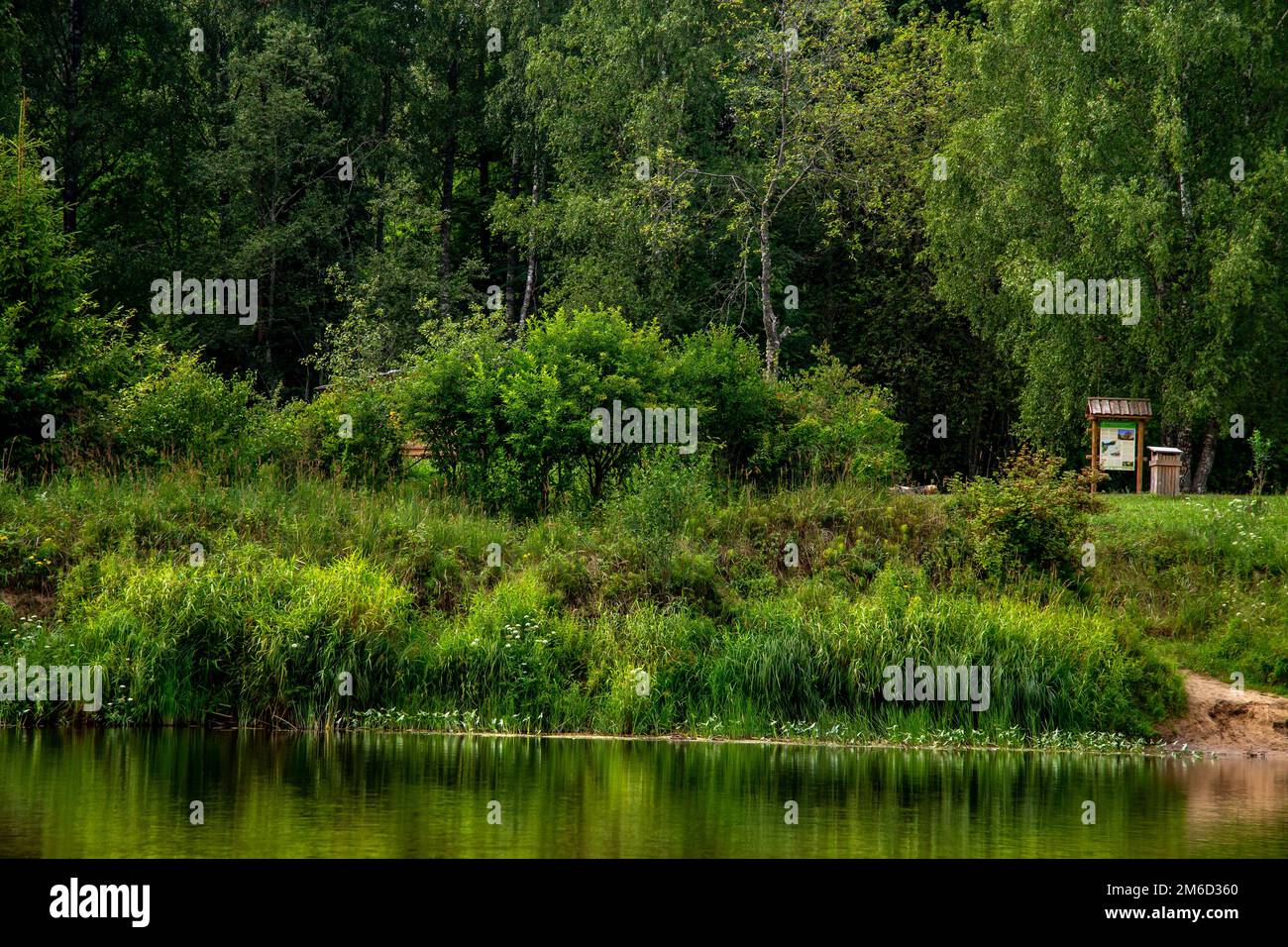 Green grass and forest on the river bank. Stock Photo