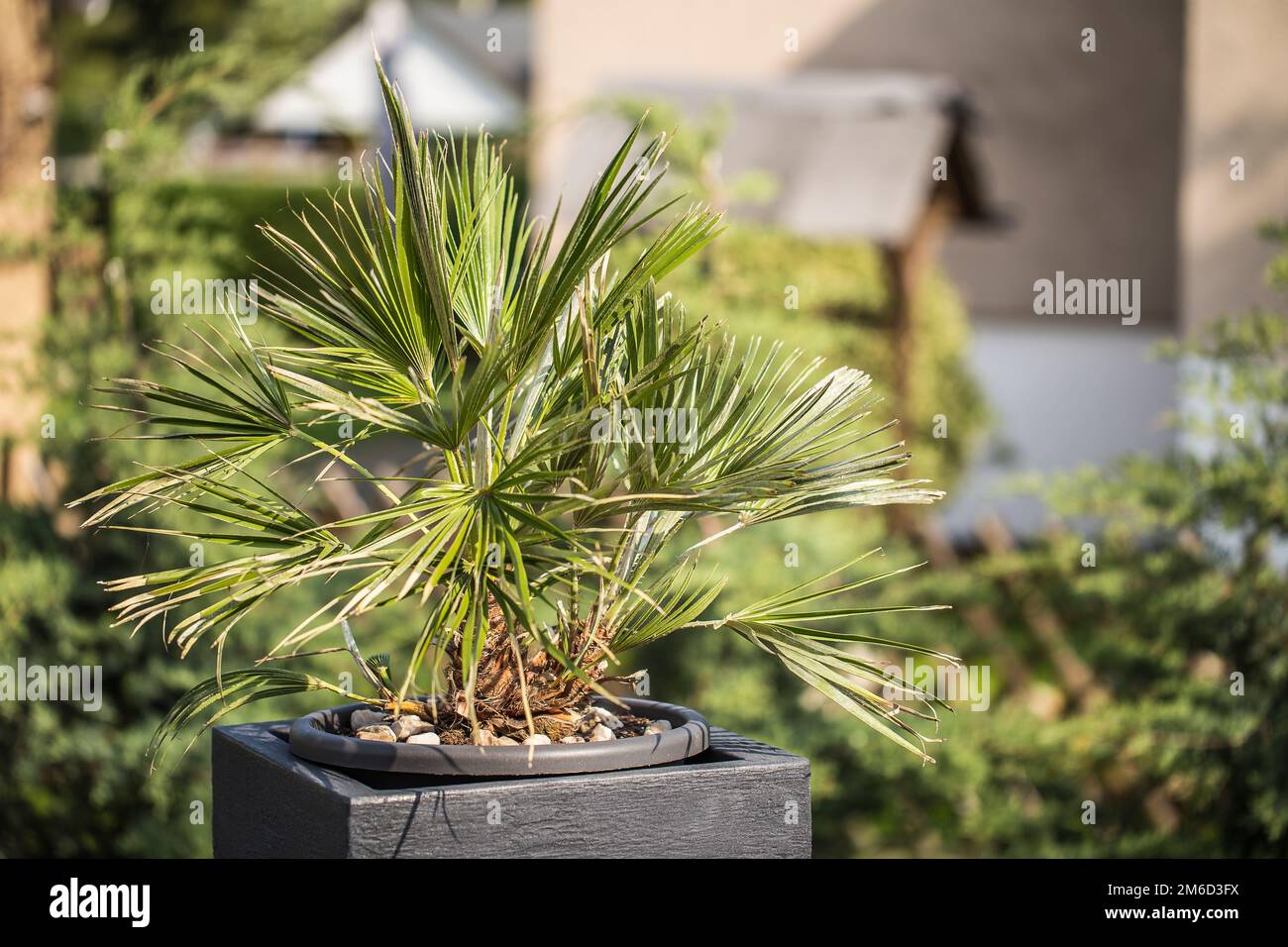 Trachycarpus fortunei in a flowerpot Stock Photo