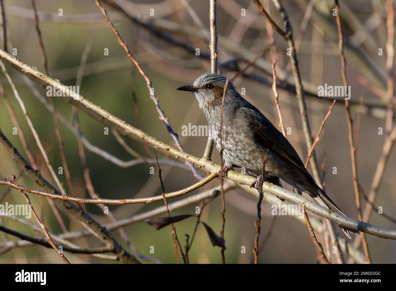 A brown-eared bulbul bird (Hypsipetes amaurotis) peched in a tree in a park in Kanagawa, Japan. Stock Photo