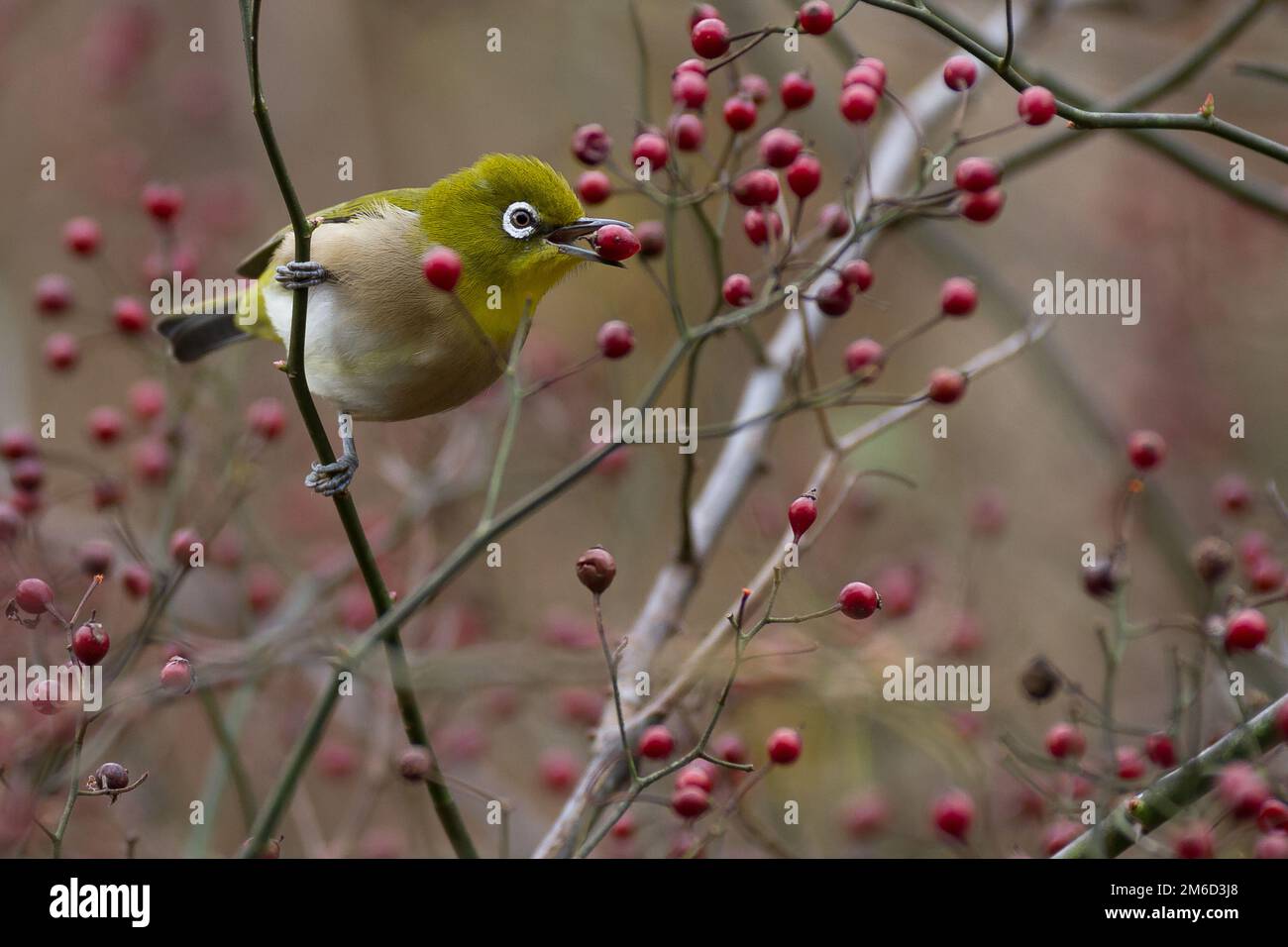 A Japanese white-eye (Zosterops japonicus) eating berries in a park in Kanagawa, Japan. Stock Photo