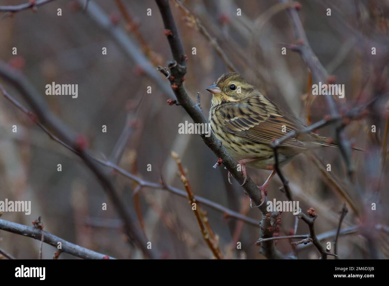 A black-faced bunting bird in a park in Kanagawa, Japan. Stock Photo