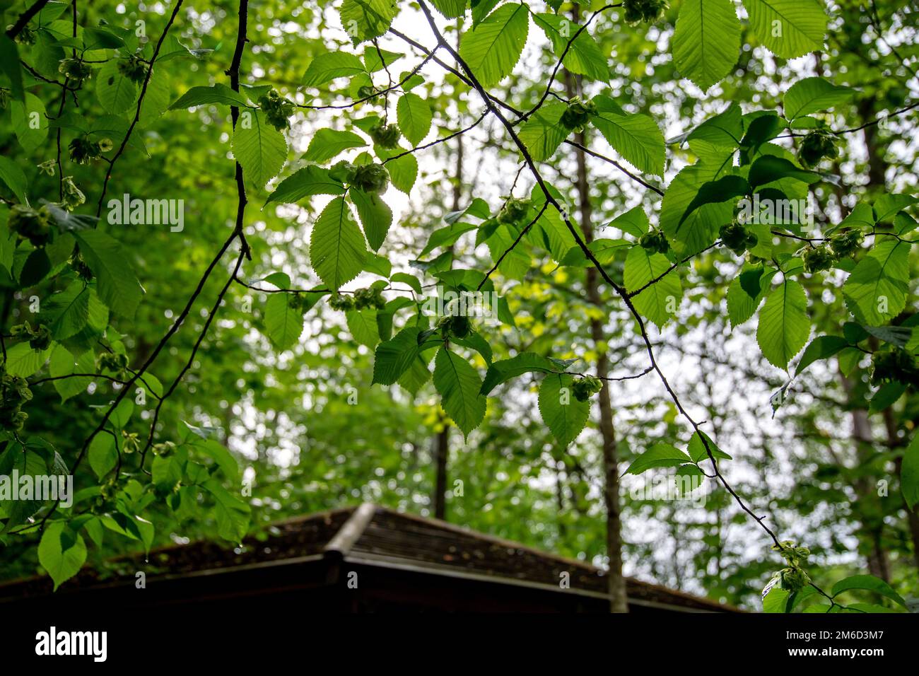 Unripe hazelnuts are growing on the tree Stock Photo