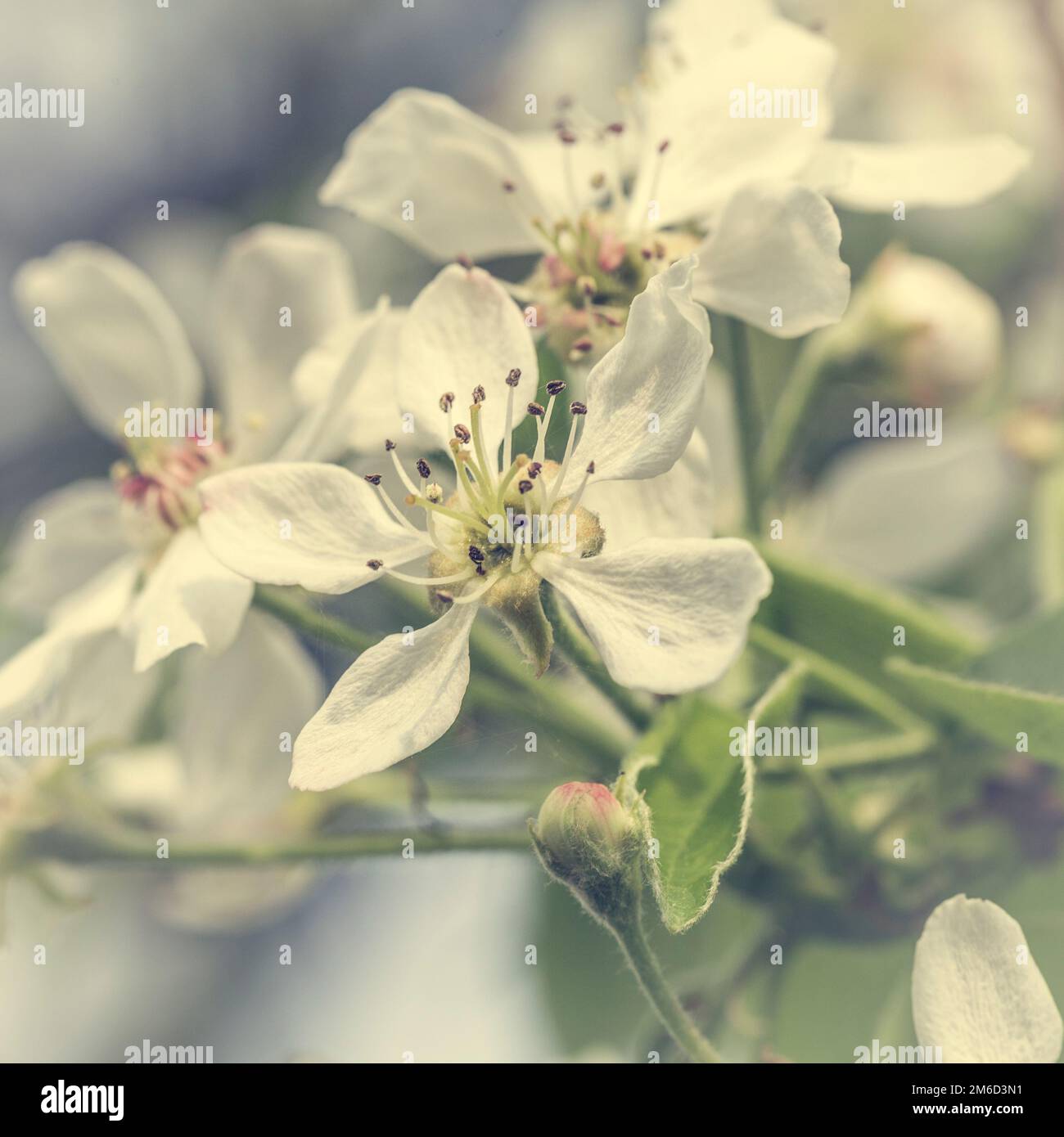 White pearblossom in the springtime Stock Photo