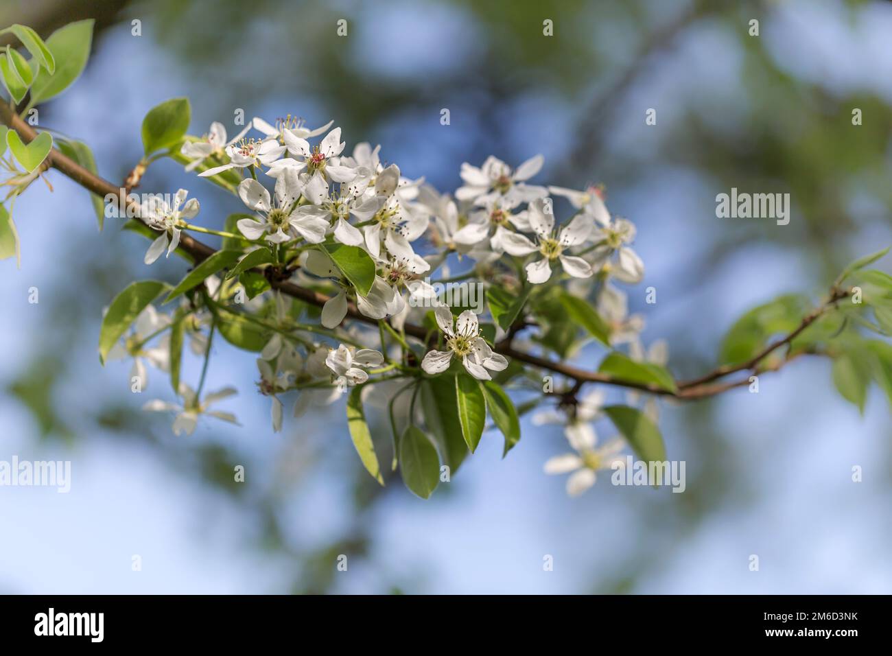 White pearblossom in the springtime Stock Photo