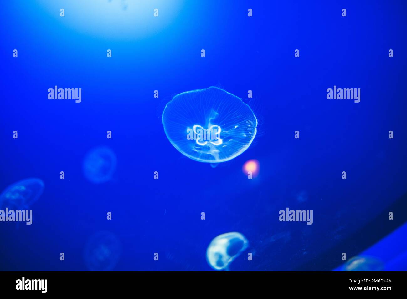 Transparent moon jellyfishes smoothly swimming in deep blue water in ...