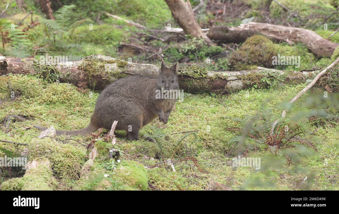 pademelon in the rainforest at cradle mountain in tasmania Stock Photo