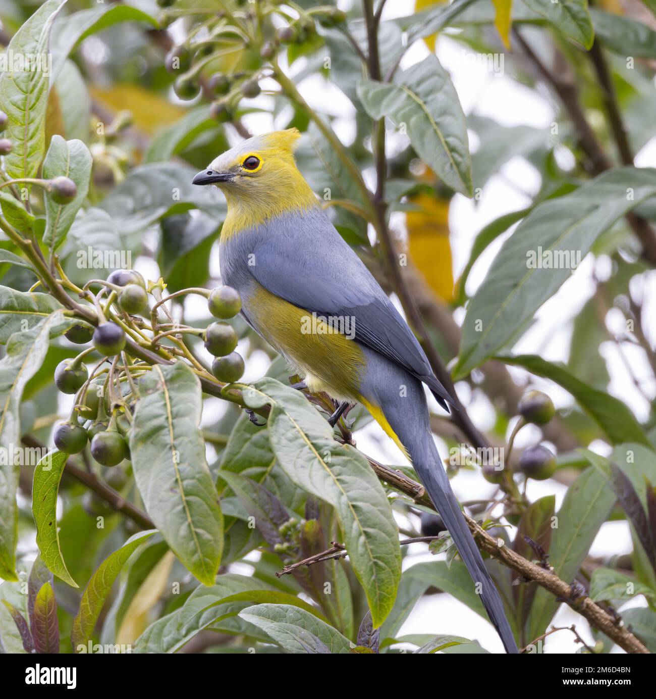 long-tailed silky-flycatcher trying to eat berries at a garden in costa rica Stock Photo