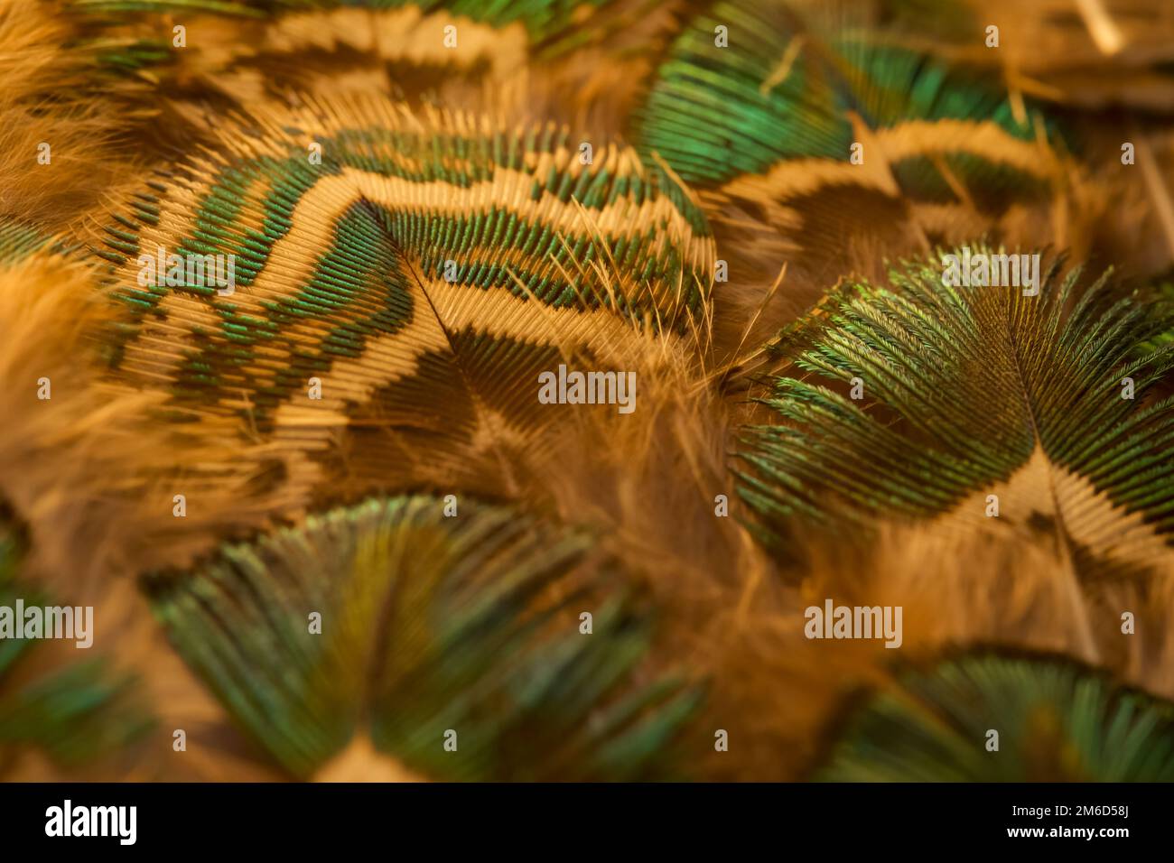 Green feather. Green feather background texture. Stock Photo