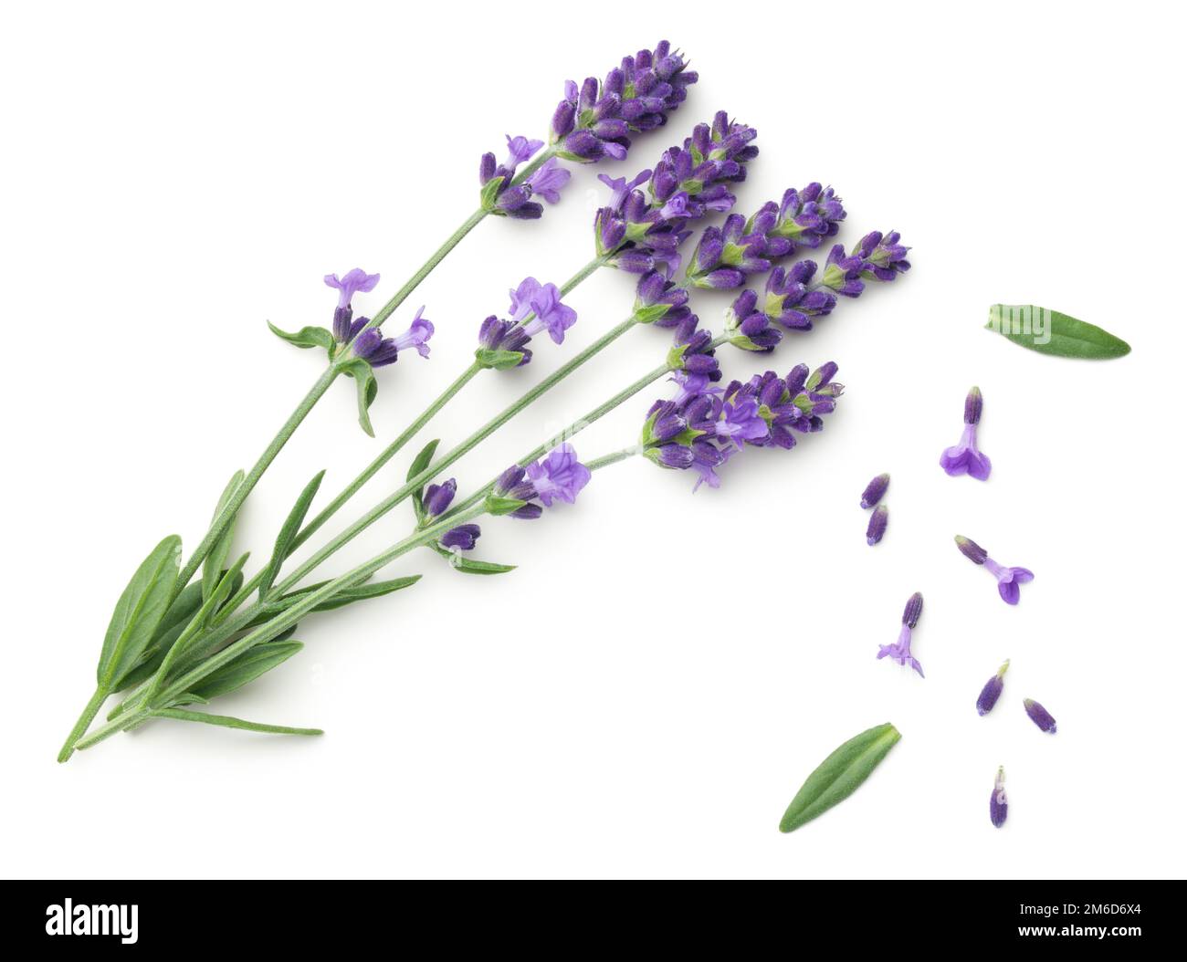 Lavender Flowers Isolated On White Background Stock Photo - Alamy