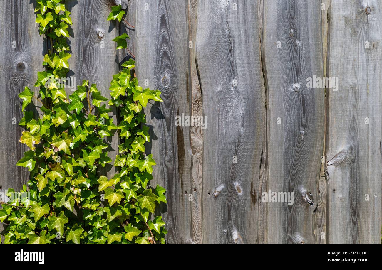 Ivy on a wooden fence Stock Photo
