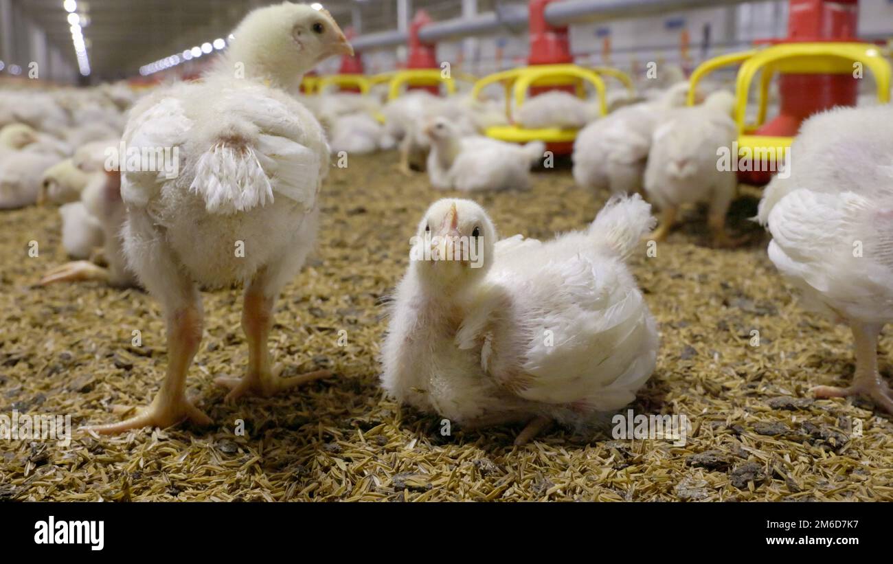 Poultry meat farming ,Chickens in close farm, temperature and light