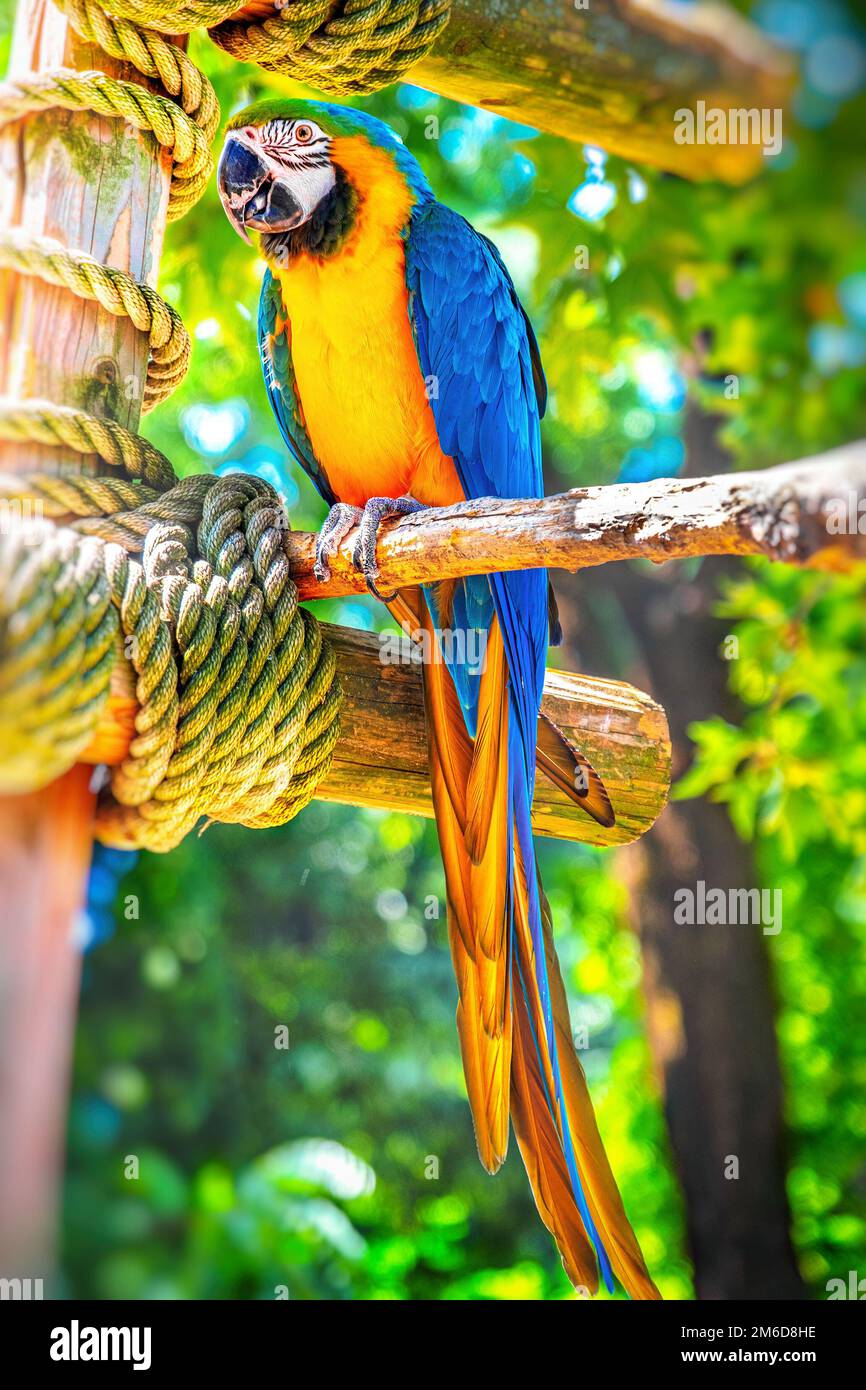 Vertical parrot ara ararauna perch colorful background Stock Photo
