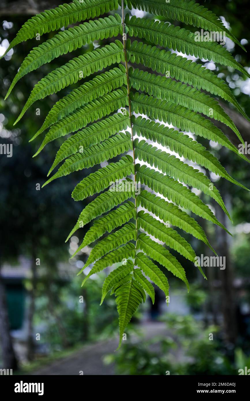 Old World forked fern, uluhe Focused green leaf with branches directed into photo Stock Photo