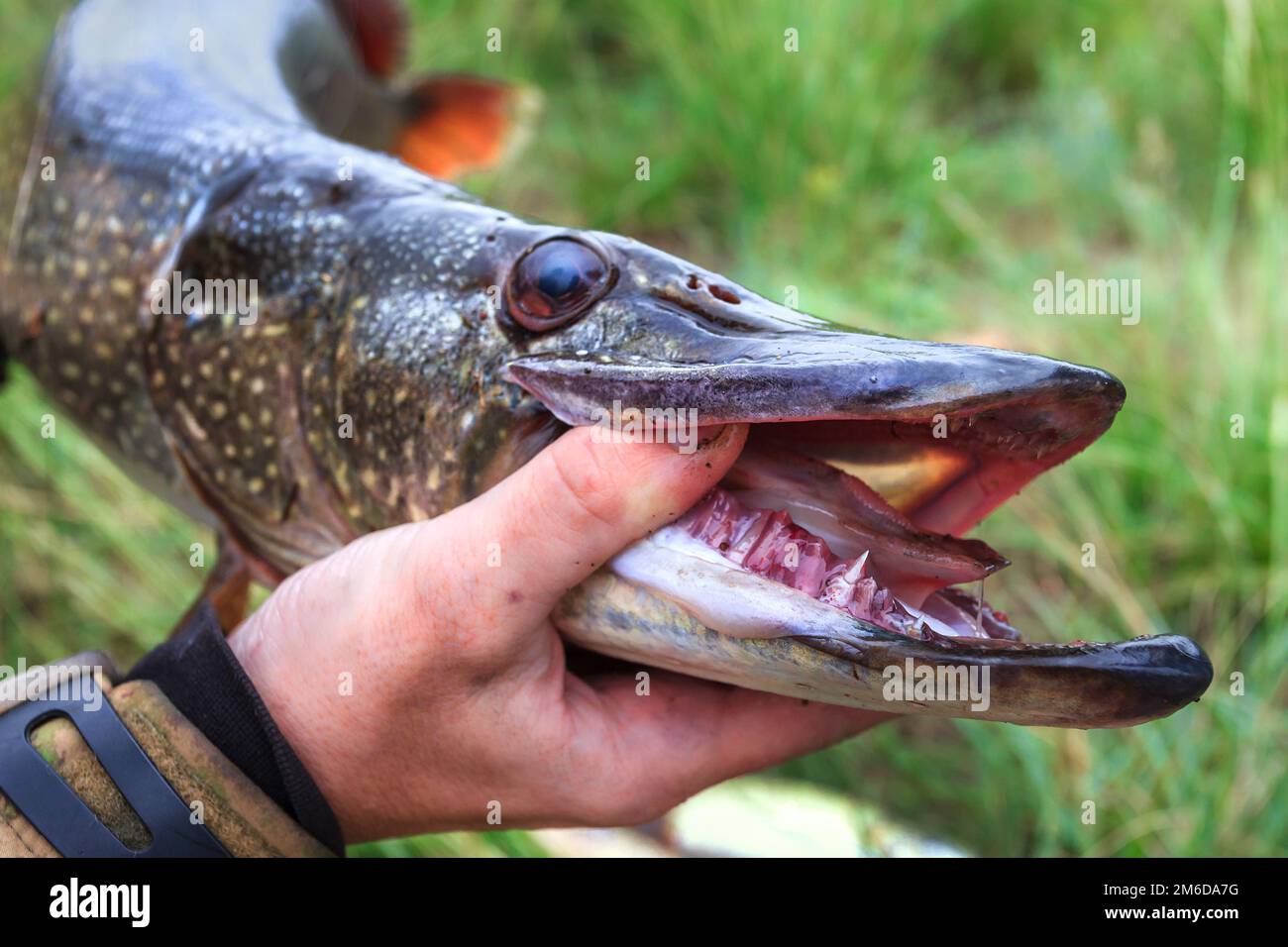 Northern Pike Bites Hand(04)