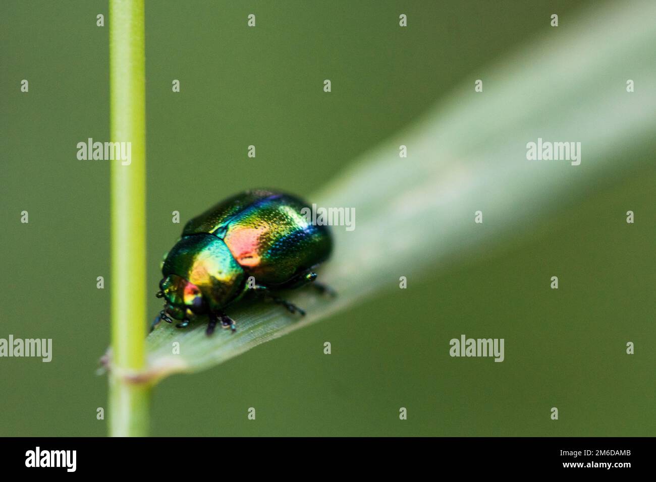 Colorful shiny beetle sitting on grass Stock Photo