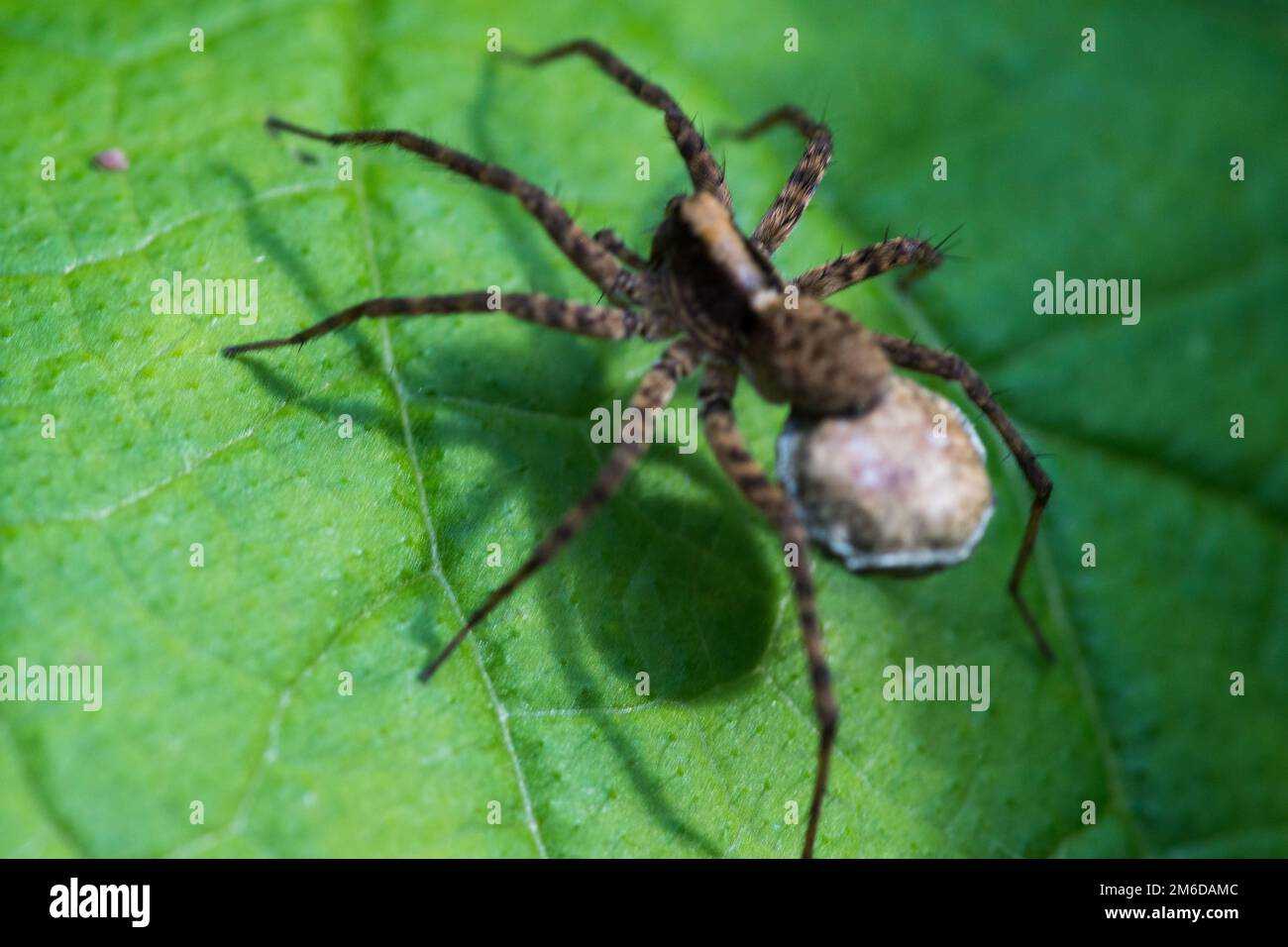 Wolf spider crawling over blackberry leaf Stock Photo