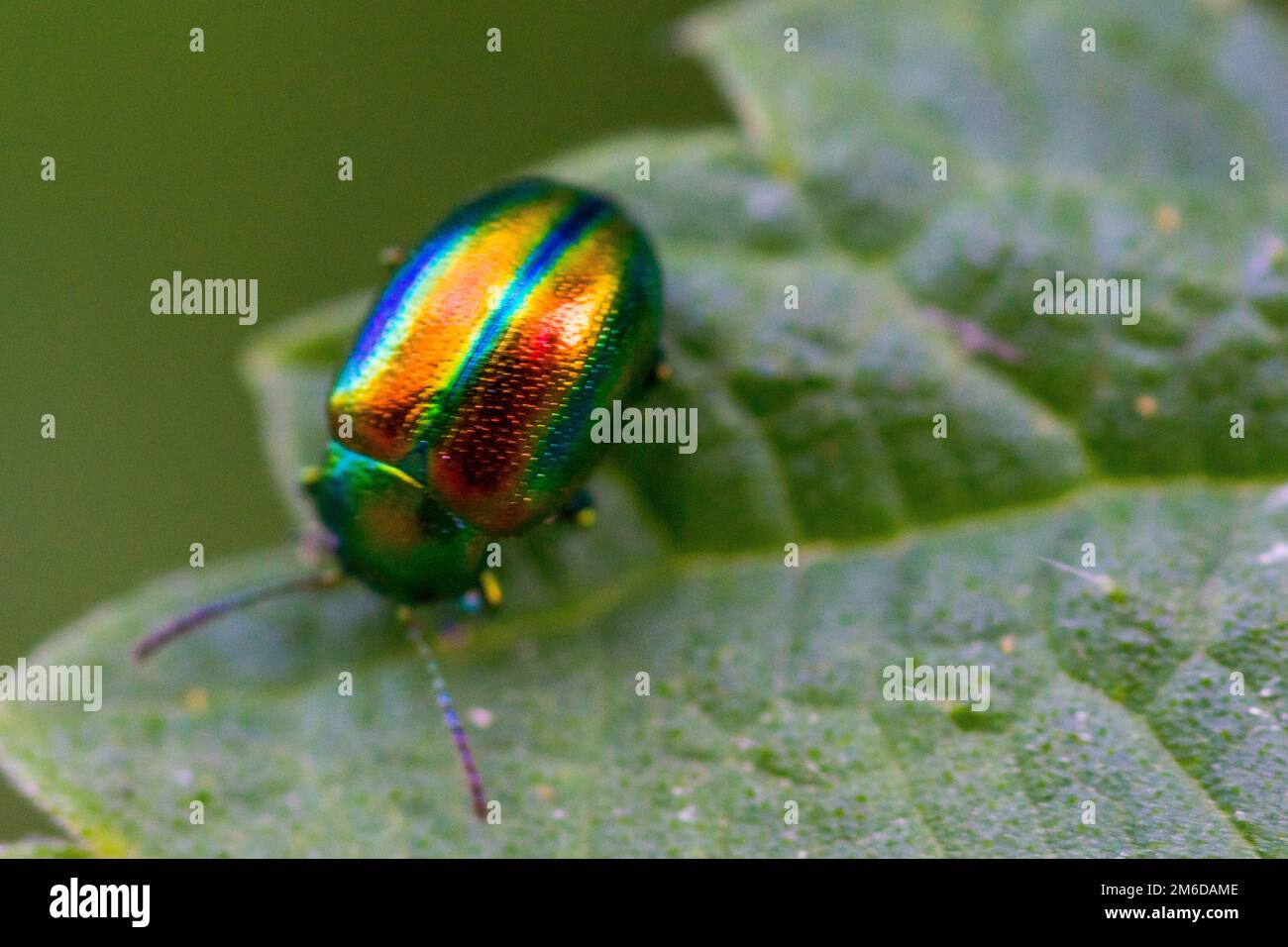 Colorful shiny beetle on leaf Stock Photo