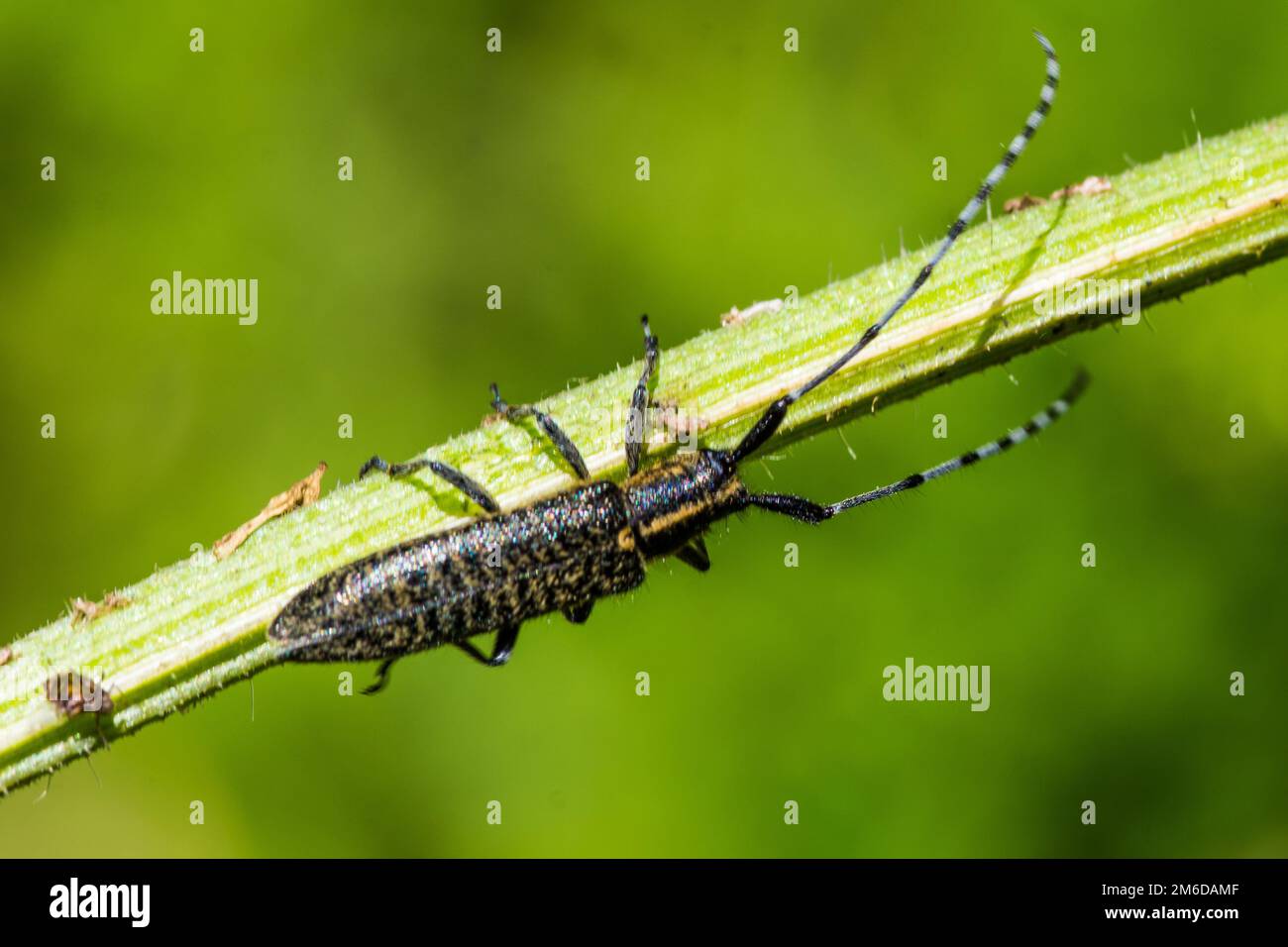 Brown longhorn beetle crawling on plant Stock Photo