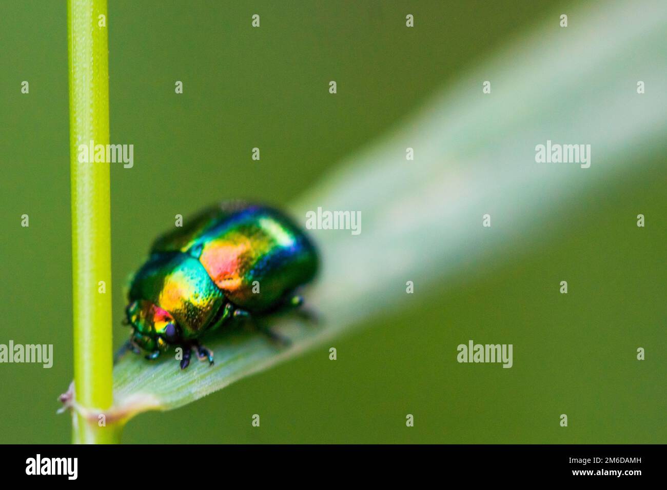 Beautiful colorful shiny beetle on leaf Stock Photo