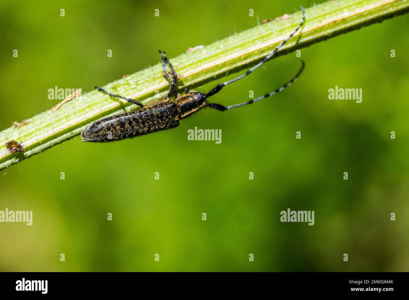 Longhorn beetle with copy space Stock Photo