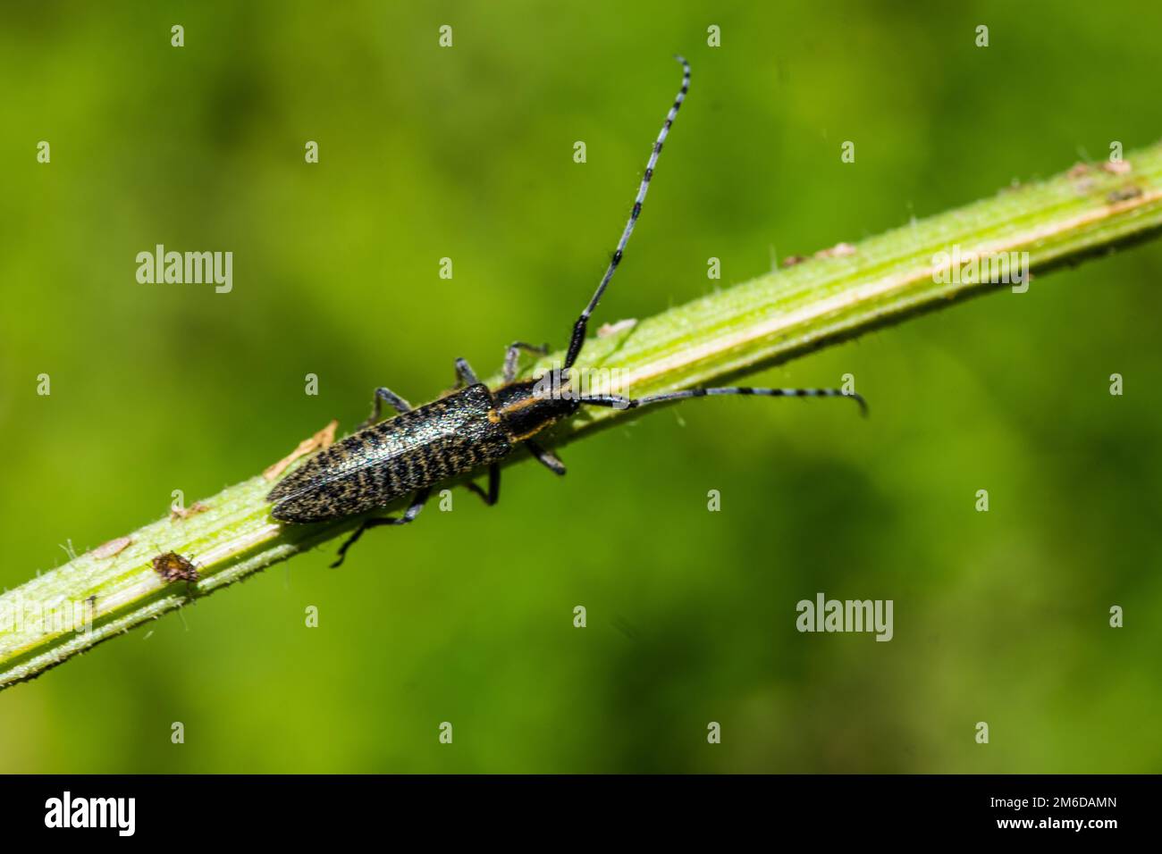Longhorn beetle crawling on grass Stock Photo