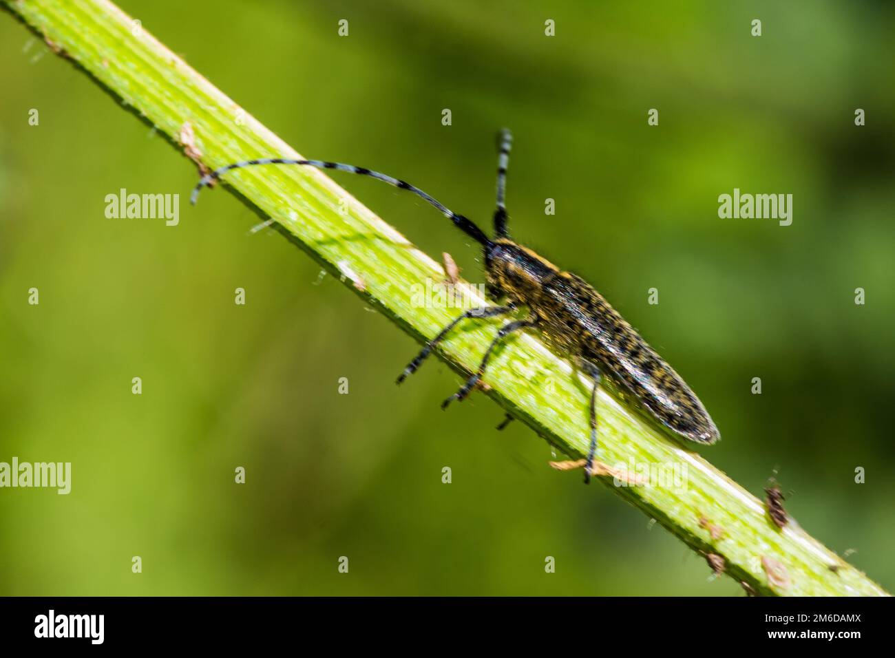 Longhorn beetle with long antennas Stock Photo